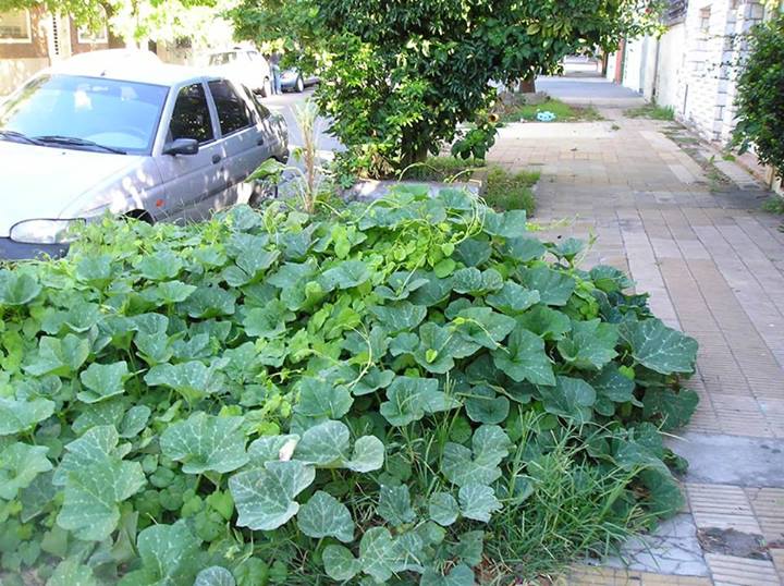 cosecha de tierra compost Produccion de Zapallos y Calabazas