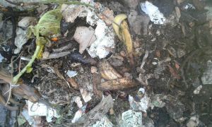 cosecha de tierra compost cosecha de tierra compost