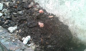 cosecha de tierra compost cosecha de tierra compost