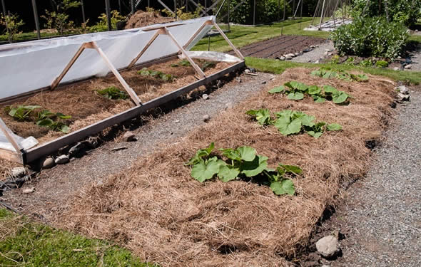 Mulching Radio Solar - ¿Qué es el Mulching y para qué sirve? Mulching Radio Solar