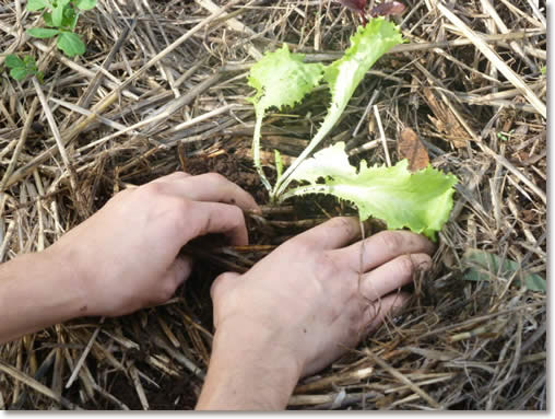 ¿Qué es el Mulching y para qué sirve? ¿Qué es el Mulching y para qué sirve?