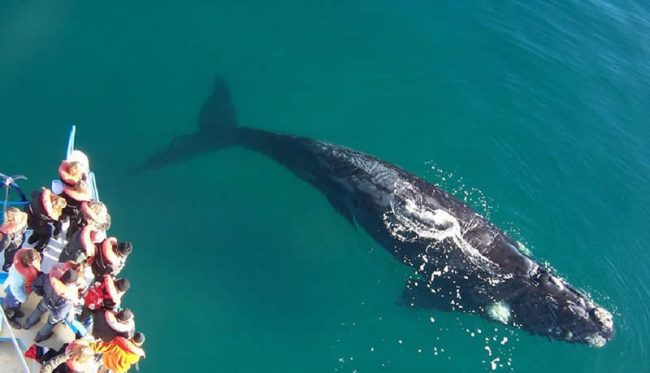 ballena franca austral