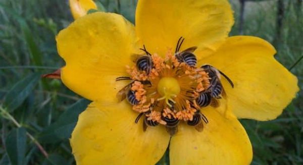 Polinizadores Abejas