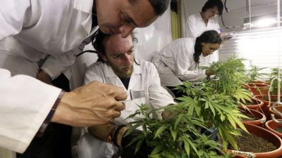 cannabis-medicinal