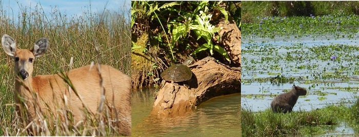 Reserva Natural Otamendi, Buenos Aires, Argentina