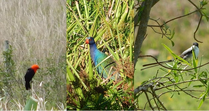 Reserva Natural Otamendi, Buenos Aires, Argentina