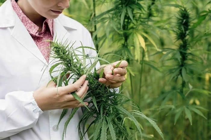 Dr. Carlos Laje Clínica Cannabis Medicinal