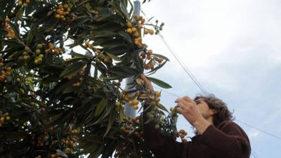 Cosechando nisperos
