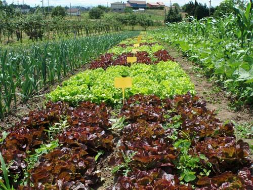 Agroecología Laura Tabernise Nutrición Holística