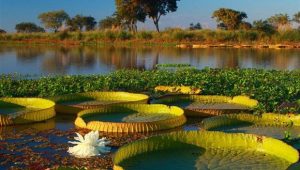 Delta del Paraná sitio RAMSAR
