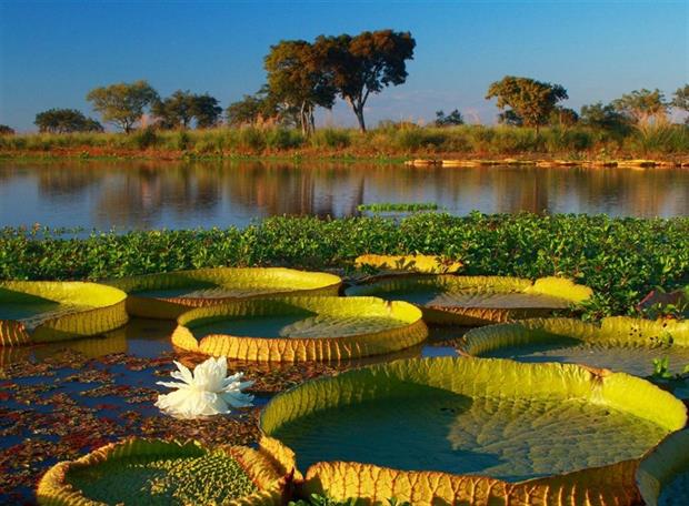 Delta del Paraná sitio RAMSAR