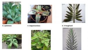 Plantas de kalanchoe medicinal