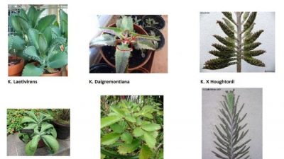 Kalanchoes Medicinales
