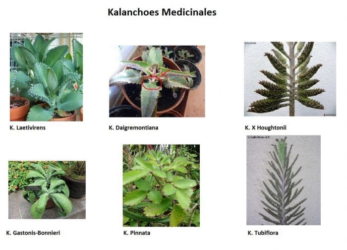 Plantas de kalanchoe medicinal