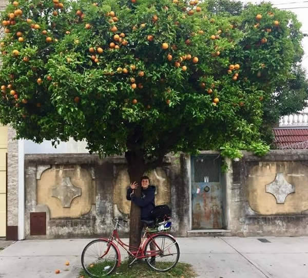 Arboles Frutales en la ciudad