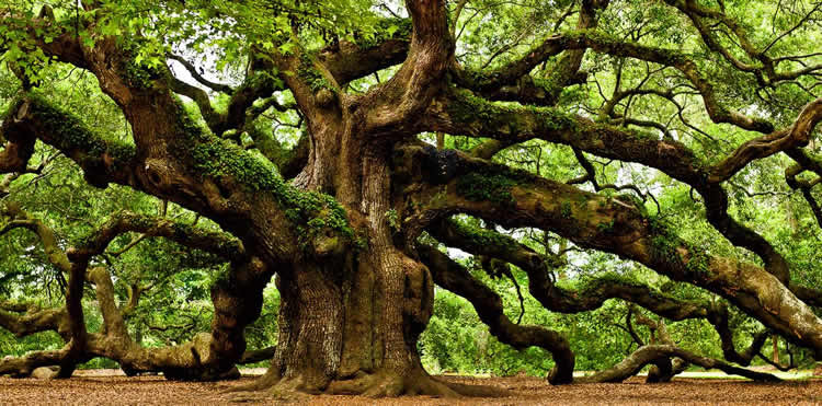 Dia del Arbol