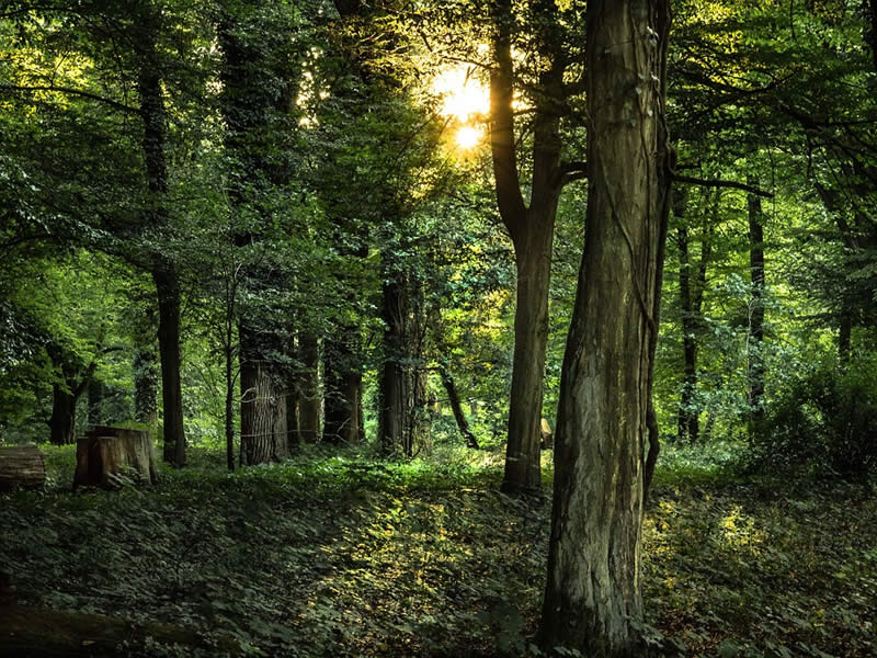 bosques biodiversidad