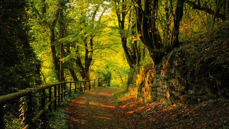 la-importancia-de-los-bosques-en-la-tierra