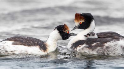 maca-tobiano