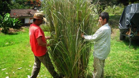 planta adulta de vetiver