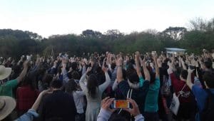 juntos somos un bosque - siembra colectiva