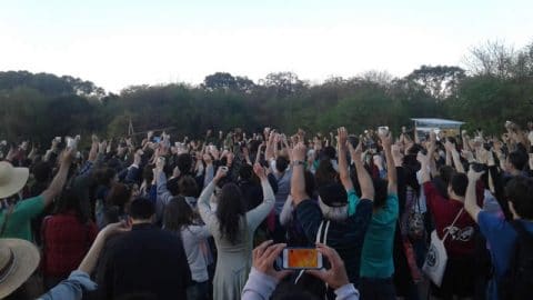 juntos somos un bosque - siembra colectiva