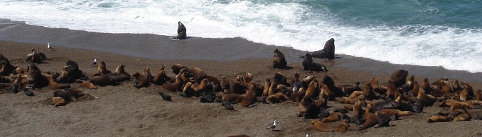 Puerto Madryn, Chubut, Argentina