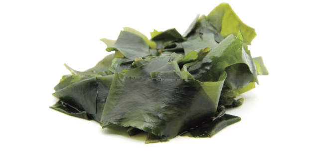 alga-kombu