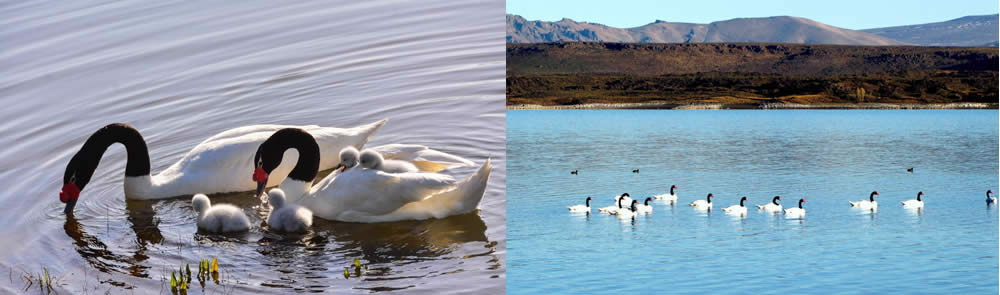 Parque Nacional Laguna Blanca, Neuquen, Argentina