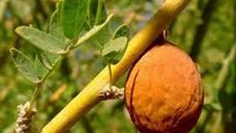 Chañar