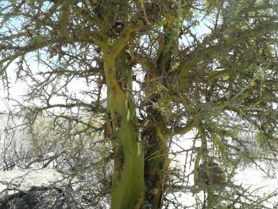 Árbol Chañar