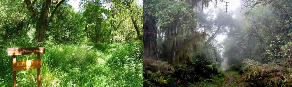 Parque Nacional Campo de Los Alisos, Tucuman, Argentina
