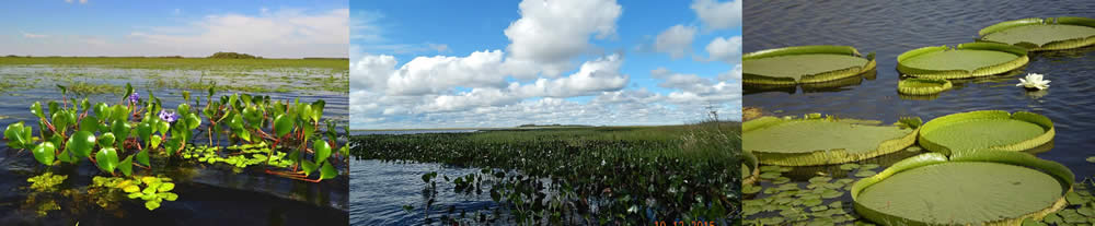 Carlos Pellegrini, Corrientes, Argentina