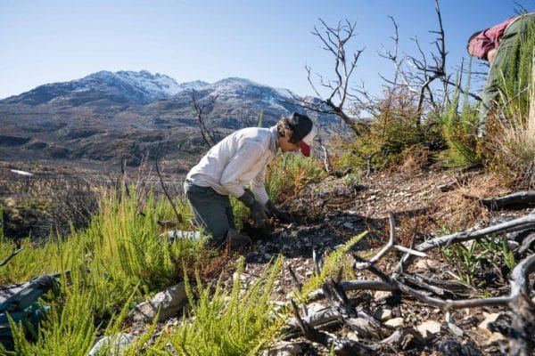 Cholila Bosque Nativo Chubut