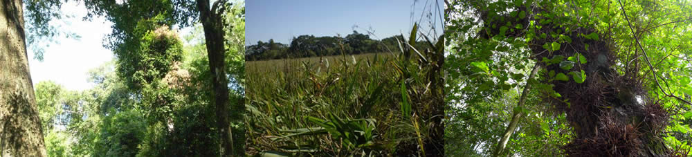 Reserva Natural Educativa Colonia Benitez, Chaco, Argentina