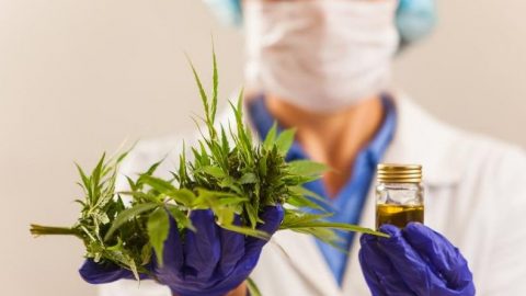cannabis medicinal