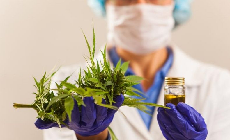 cannabis medicinal