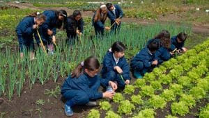 Huerta en Escuelas de Misiones