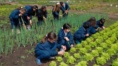 Huerta en Escuelas de Misiones