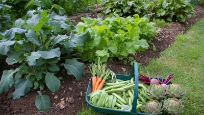 la huerta propia