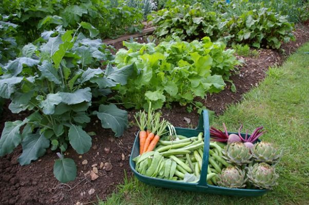La huerta propia, producción de alimentos sanos.