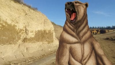 oso gigante en san pedro