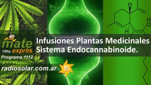 infusiones sistema endocannabinoide